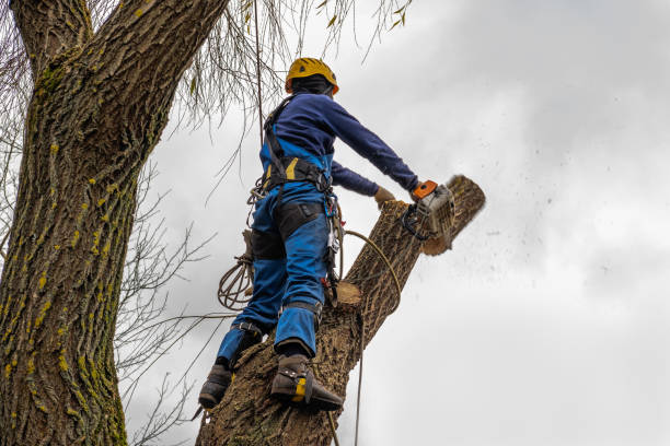 Best Firewood Processing and Delivery  in Barre, VT